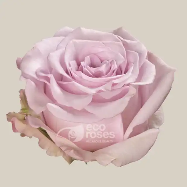 Arya-eco