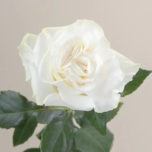 Aspen-RosaPrima