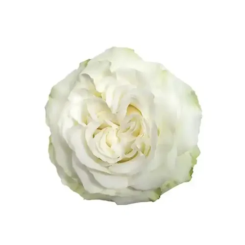 Bianco-fresca