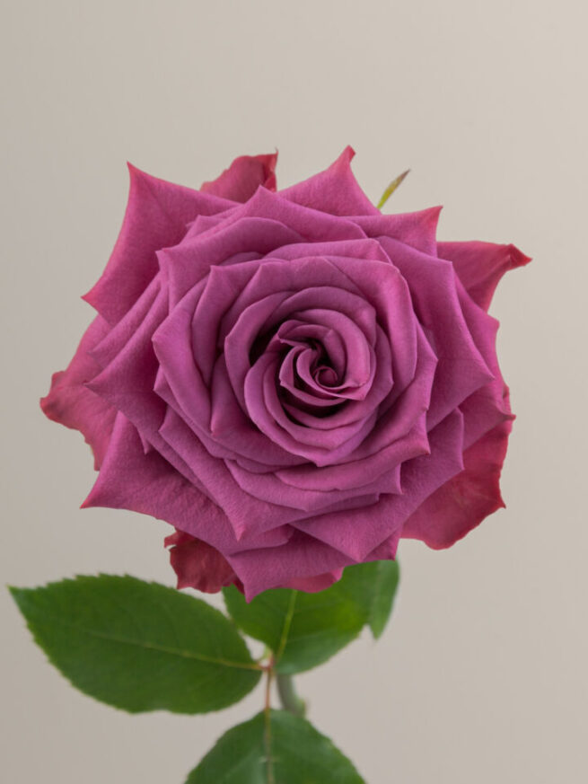 blueberry single rose