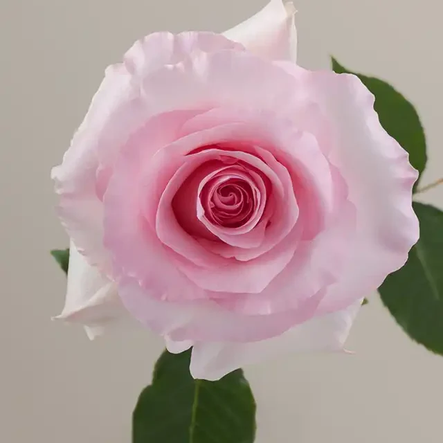 Christa-RosaPrima