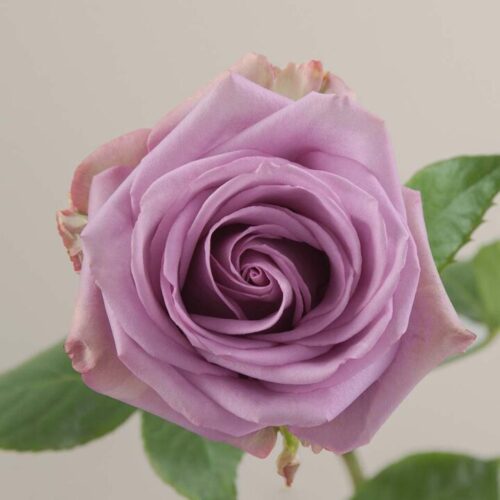 Cool Water rose aerial view