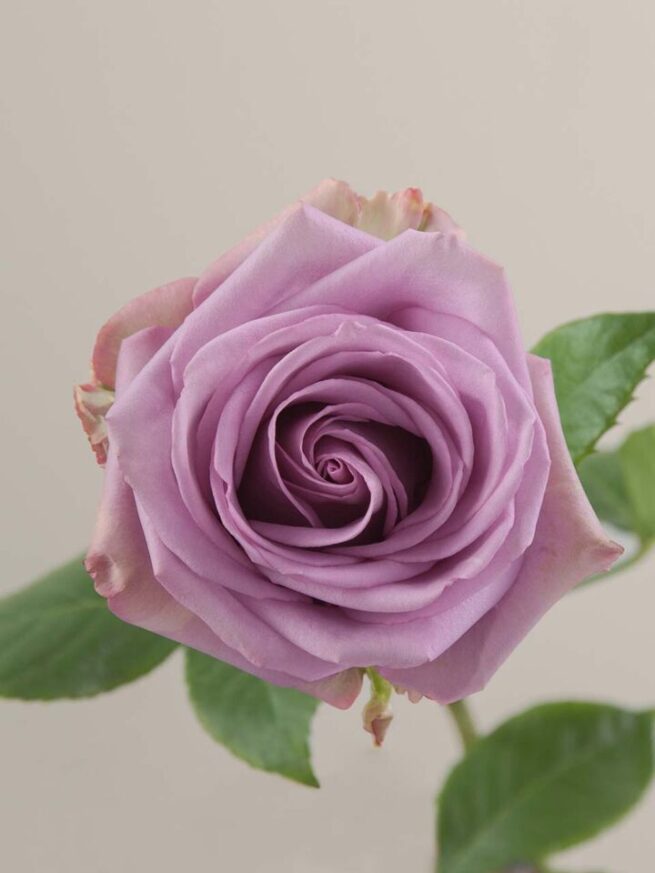 Cool Water rose aerial view