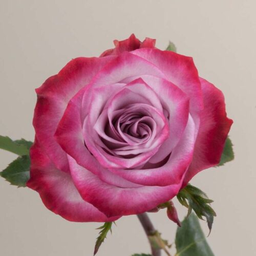 deep purple single rose