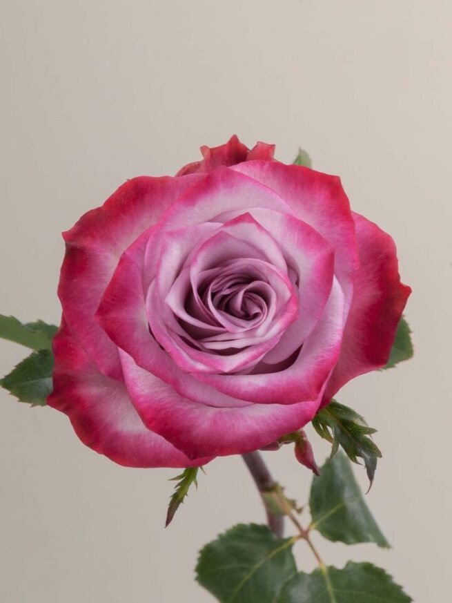 deep purple single rose