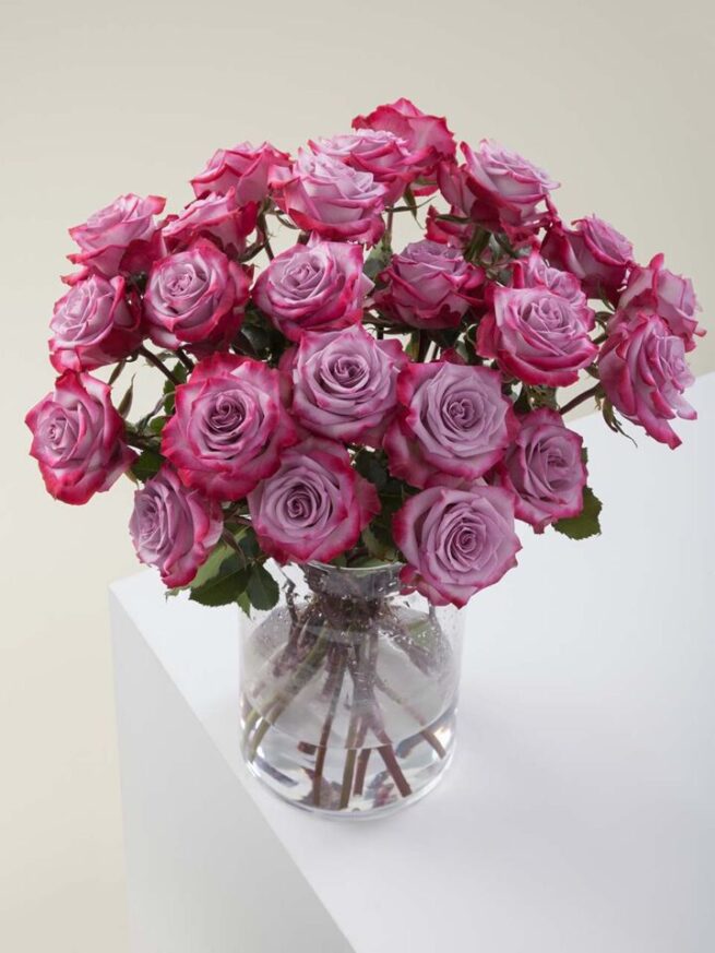 deep purple roses in a vase