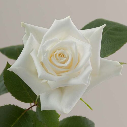 Escimo rose aerial view