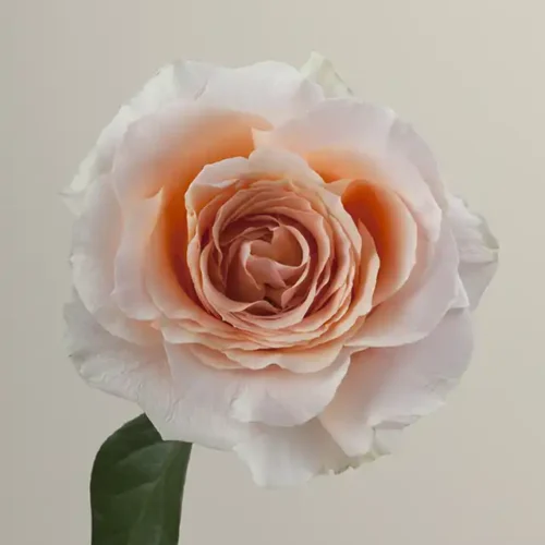 Felicity-RosaPrima