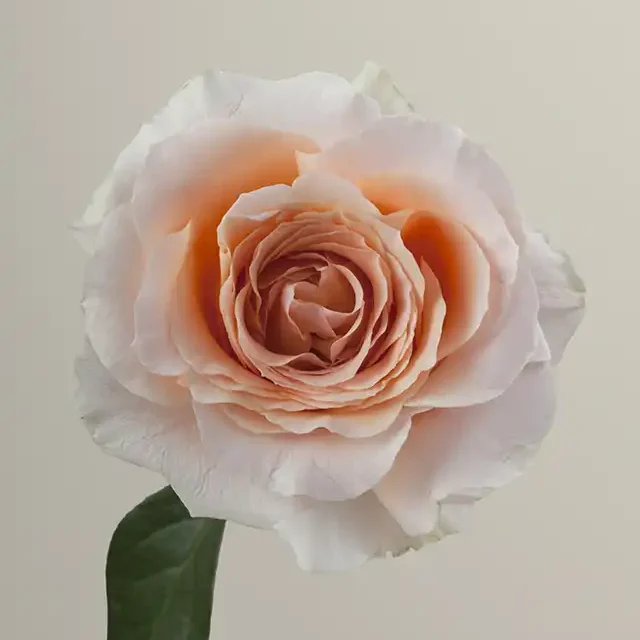 Felicity-RosaPrima