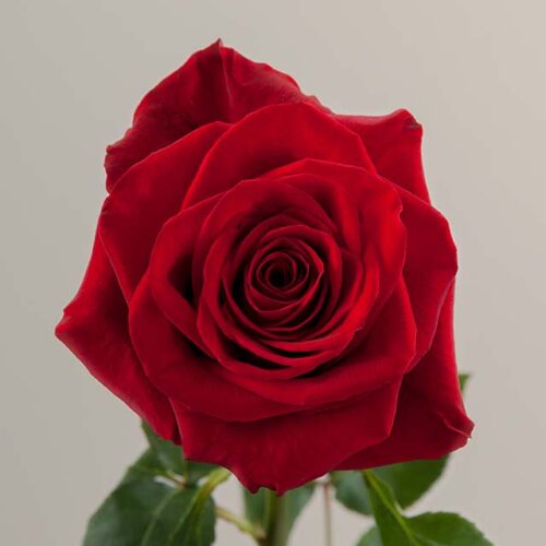 Freedom rose aerial view