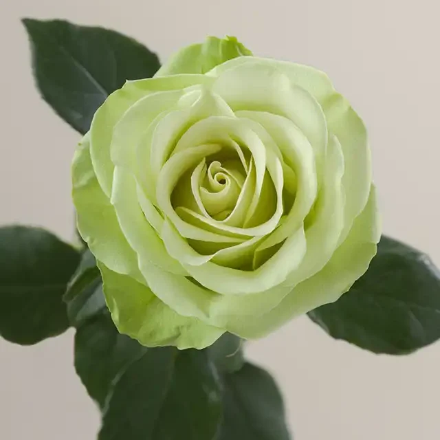 Green Romance-RosaPrima