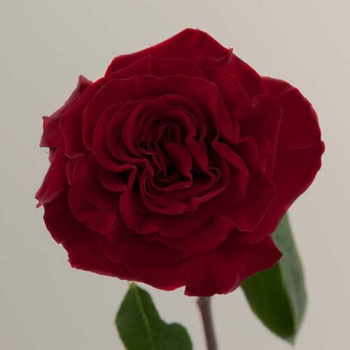 Hearts rose aerial view