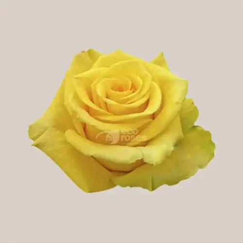 High and yellow magic-eco