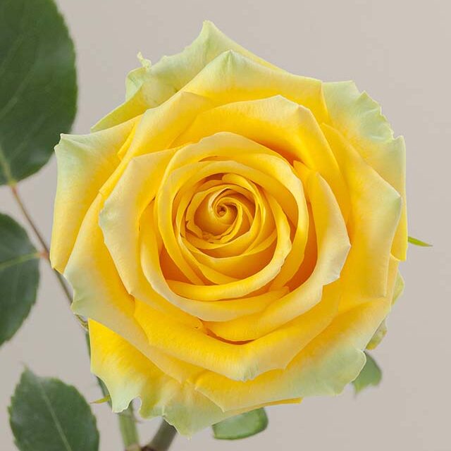 High and Exotic rose aerial view