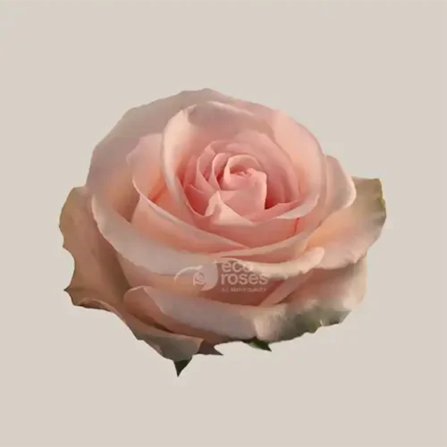 Novia-Eco