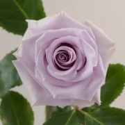 Ocean Song-RosaPrima