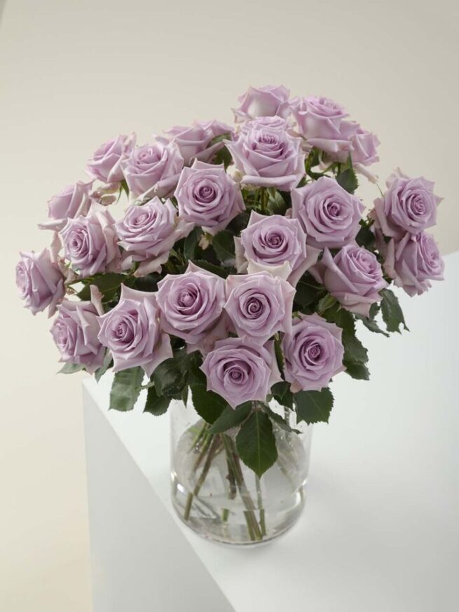 ocean song roses in a vase
