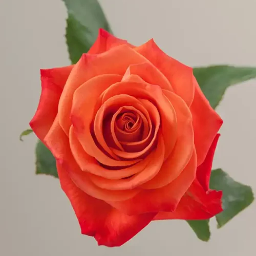 Orange Crush-RosaPrima