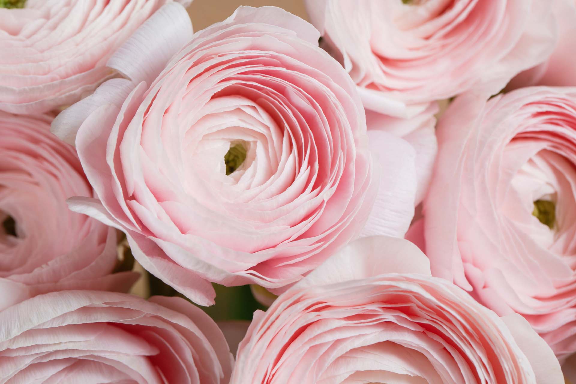 Pink Ranunculus