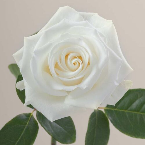 Tibet rose aerial view
