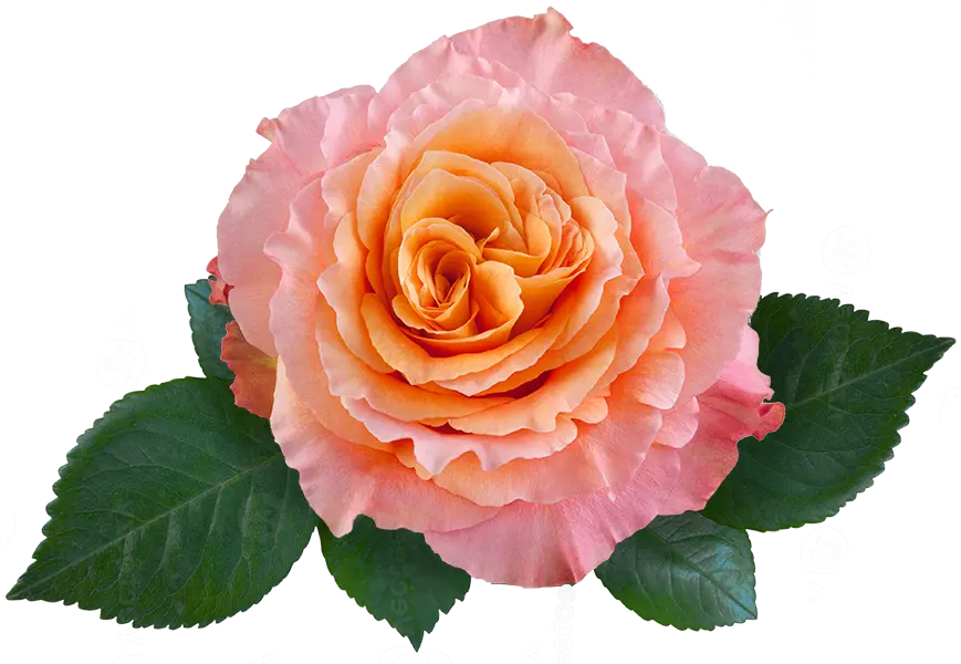 Preferred Rose Varieties - Free Spirit Rose