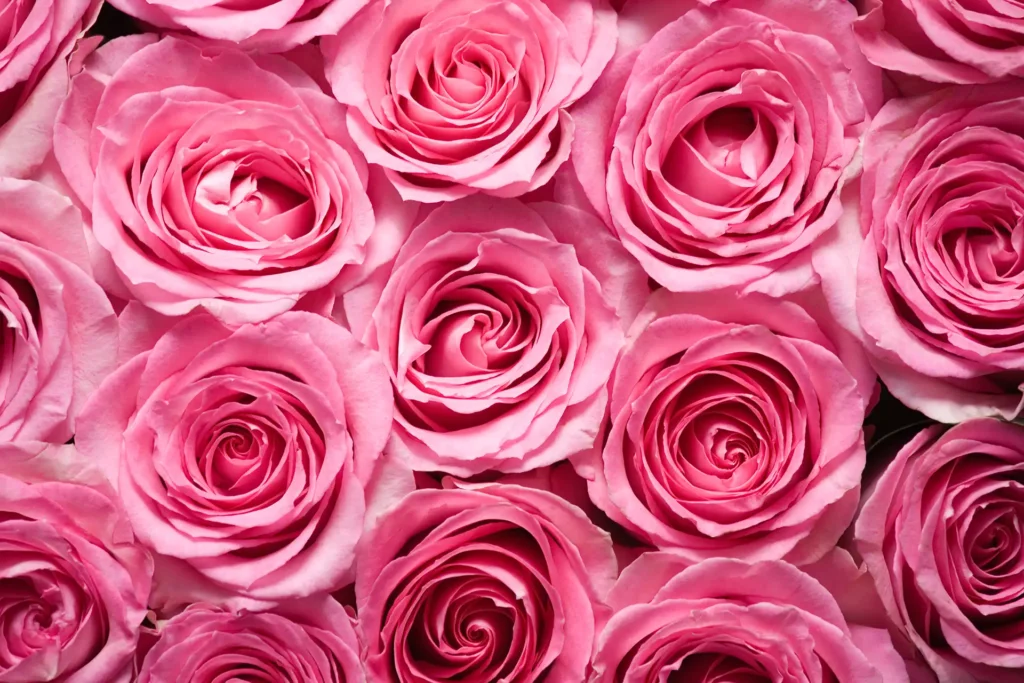 pink roses