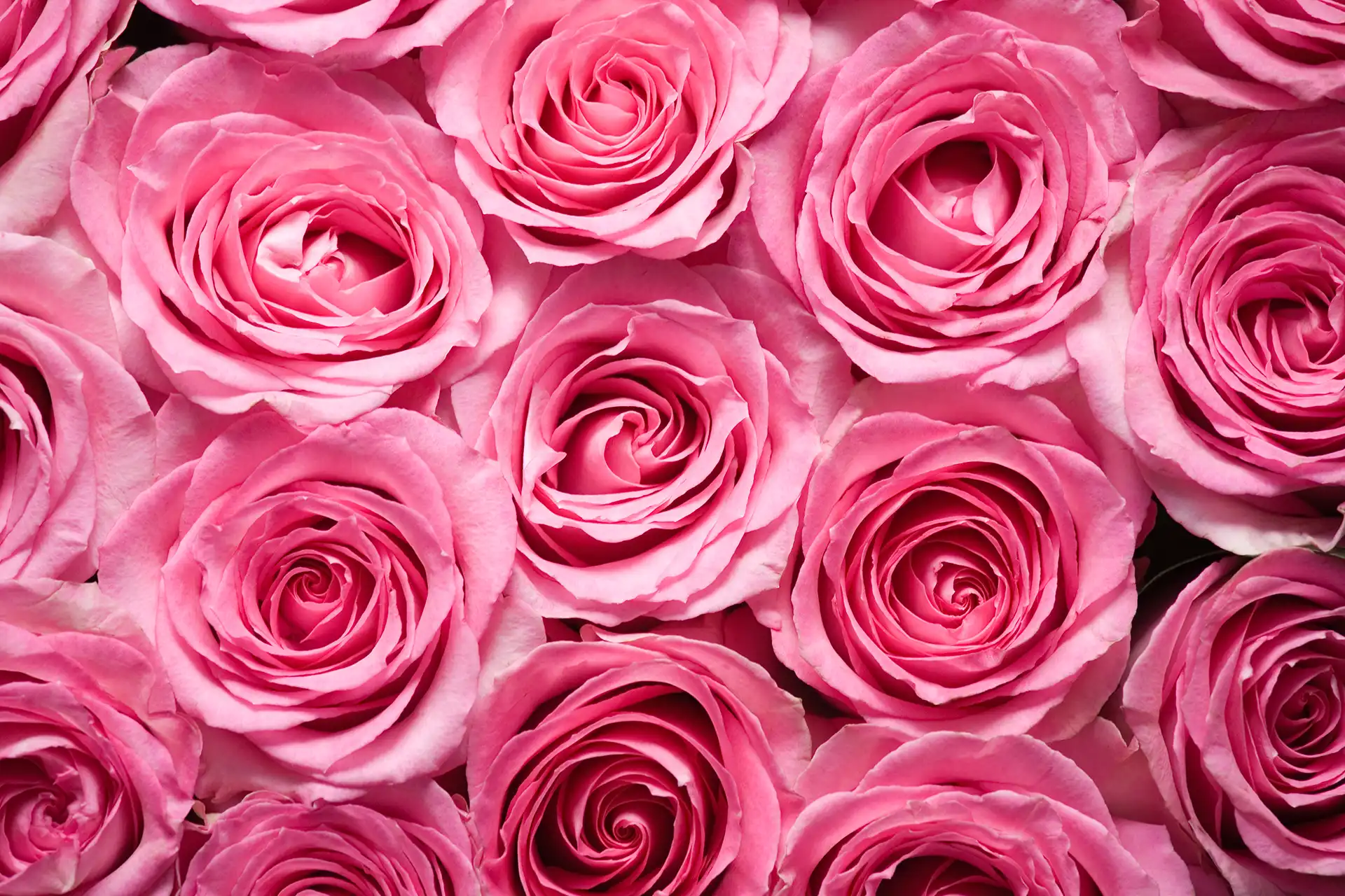pink roses close-up