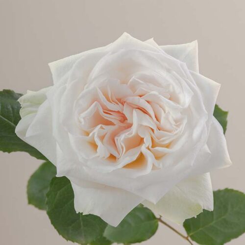 White O'Hara rose aerial view